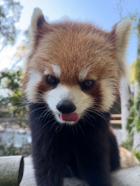 鹿児島市平川動物公園 tweet media