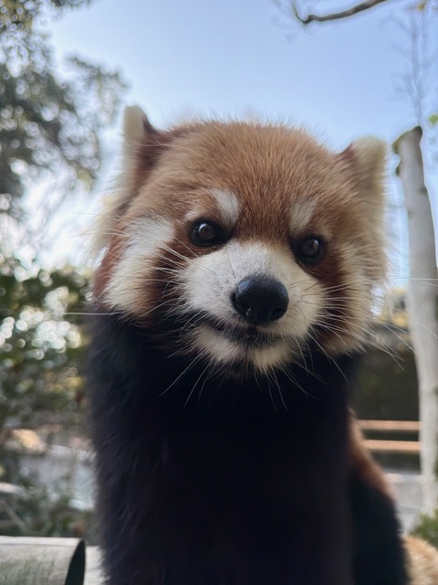 鹿児島市平川動物公園 tweet media