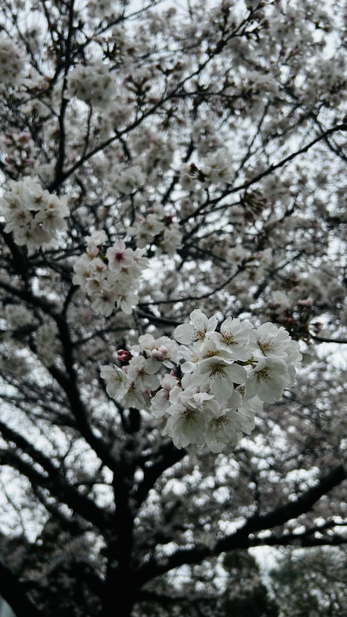 rmk2_7's tweet photo. 桜が満開
今日長男夫婦が自衛隊を退職しました
明日から酪農家デビューです
人生どうなるか本当わかりません
2人が頑張って行けるように全力でサポートしていきたいと思います https://t.co/wFyyhtgYEu