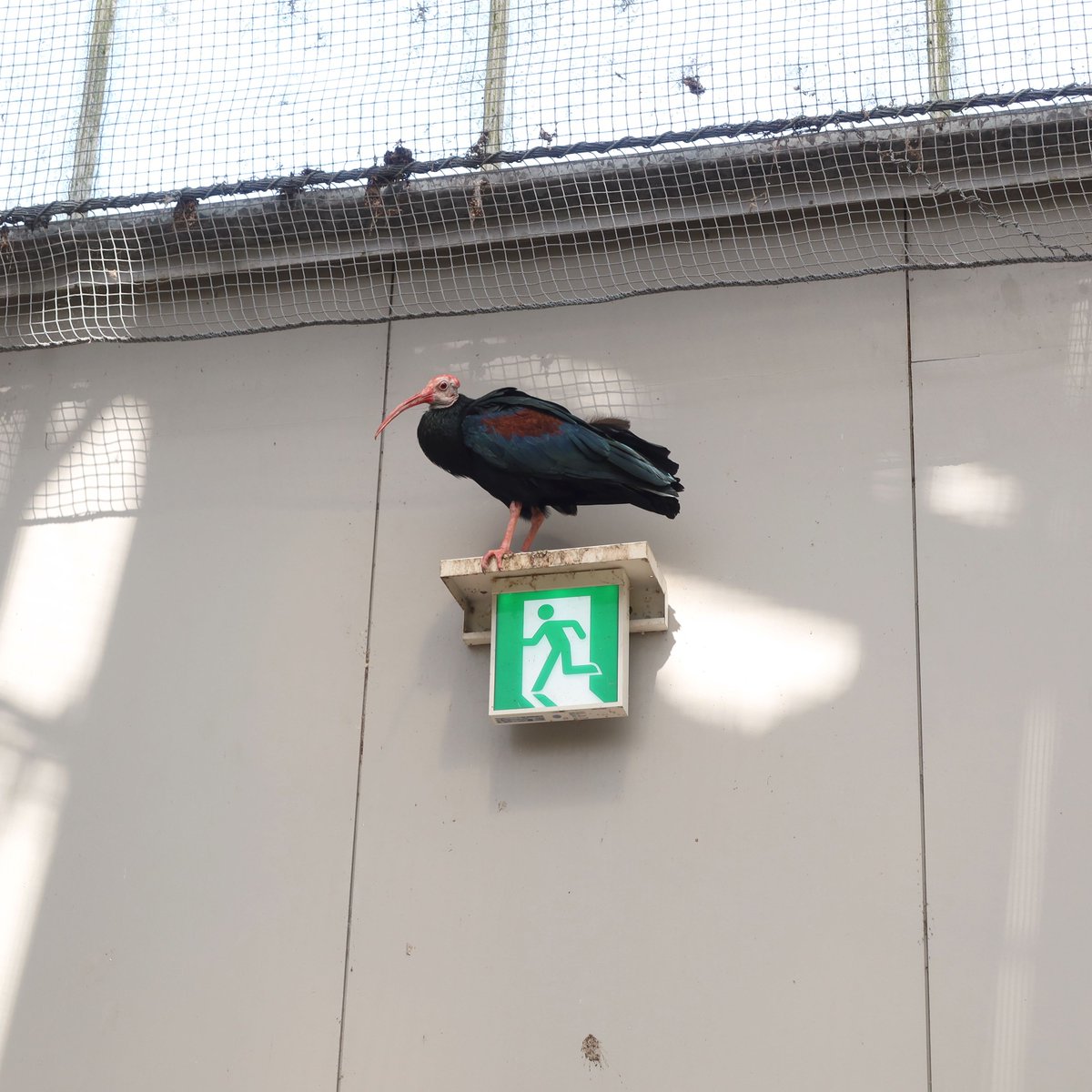 松江フォーゲルパーク tweet media