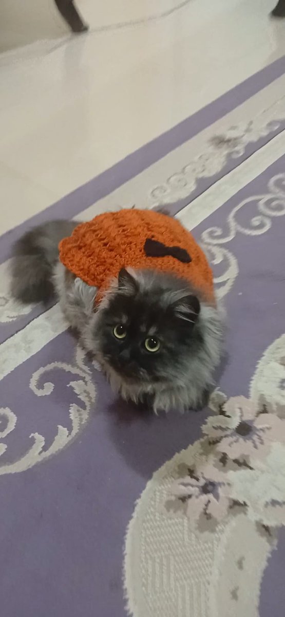 yourfavpetz's tweet photo. بوسبوس 🐈
"اوت فيت العيد"
📸 @Mahameehoo2211 https://t.co/JHarFh1QkW