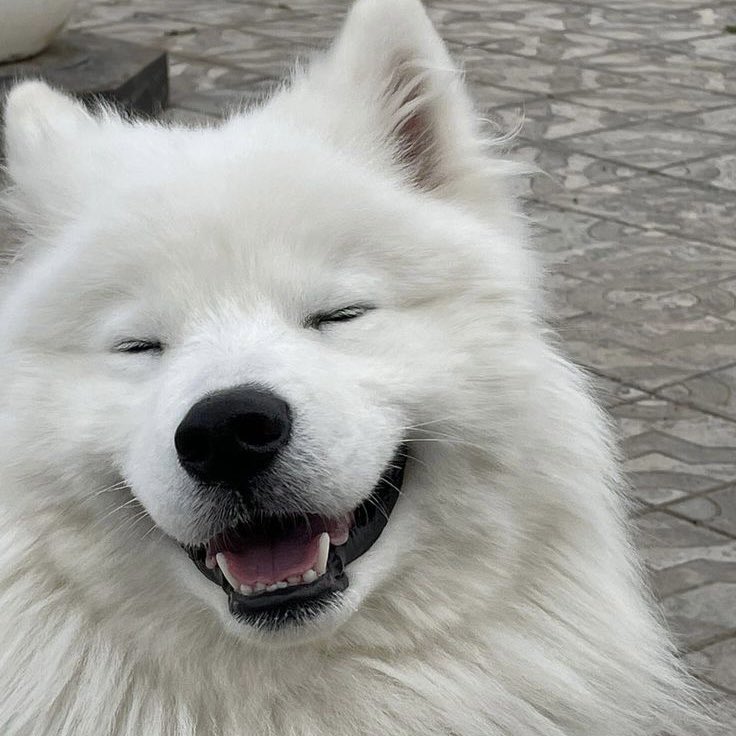 เน้ย tweet media