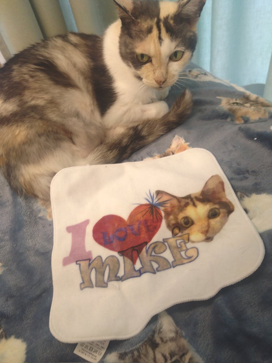 ミケちゃん tweet media