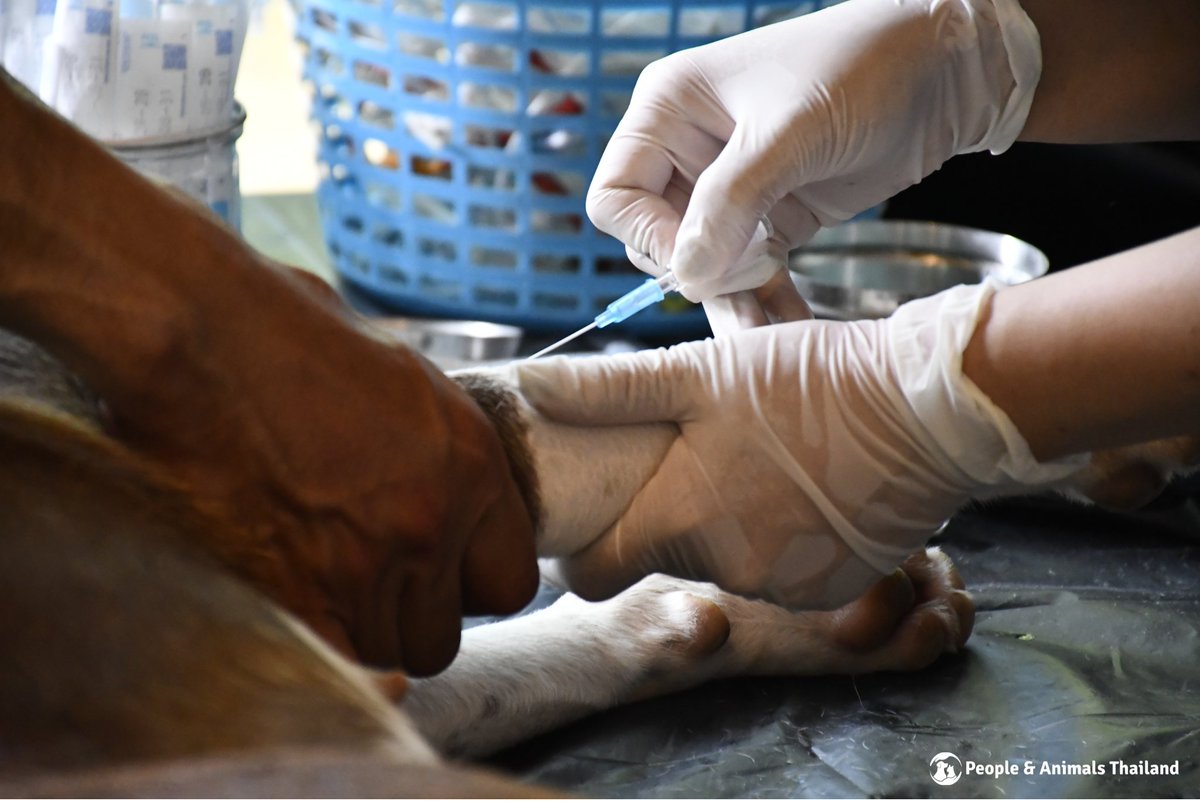 People & Animals Thailand tweet media