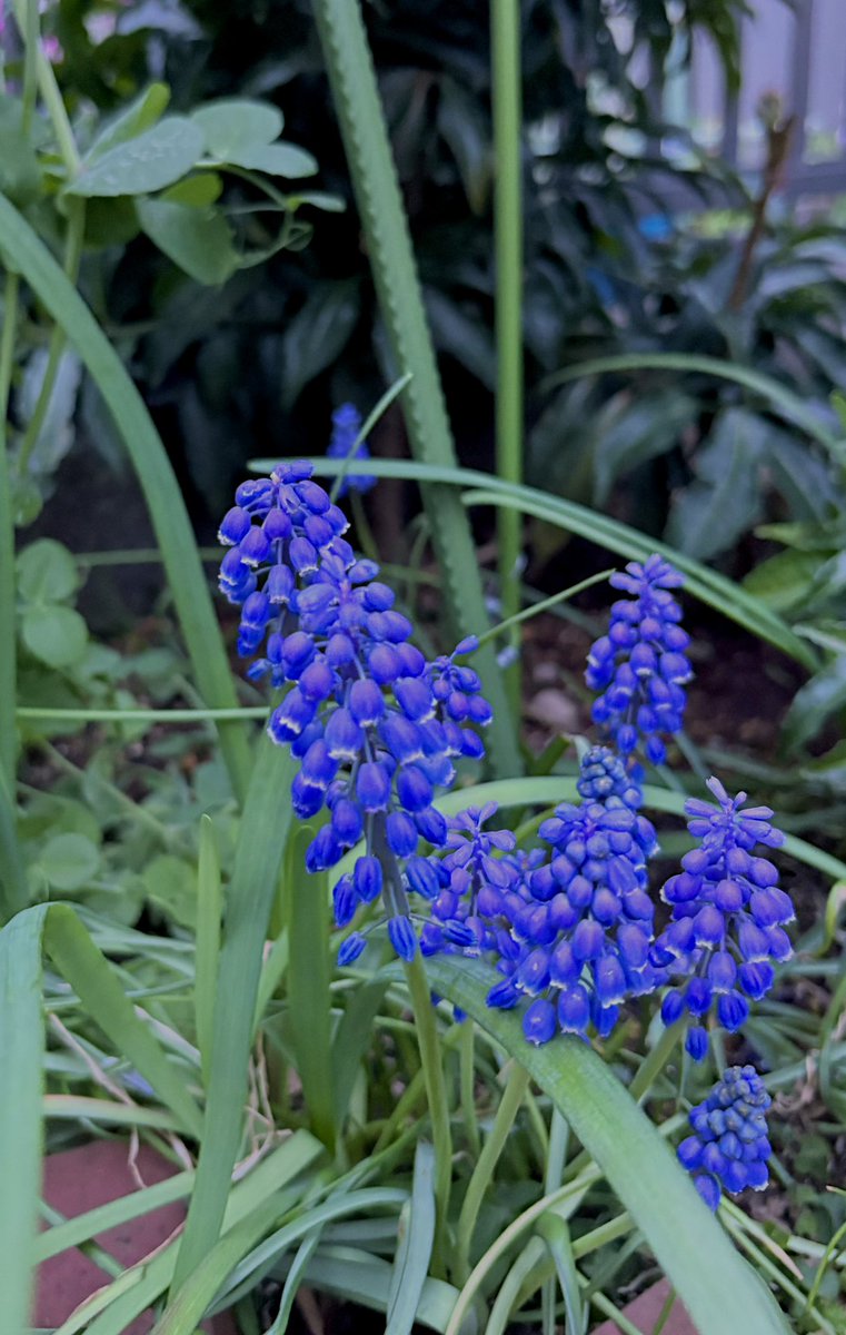 ぽたろうの家庭菜園HACK tweet media