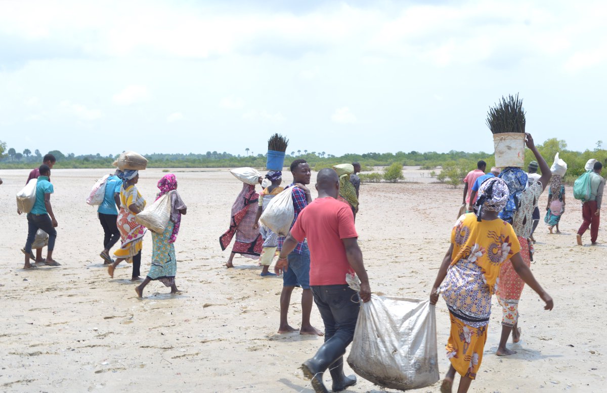 Fishlevy_tf's tweet photo. On 18/3/2026, FLTF, alongside community members together with @kefs_kenya ,@KeForestService took part in mangrove restoration at Majoreni, Kwale County, planting 10,000 seedlings in line with 15B trees by 2032 agenda.
This aligns with FLTF’s mandate on ecosystem restoration
#FLTF https://t.co/udjSDQfia3