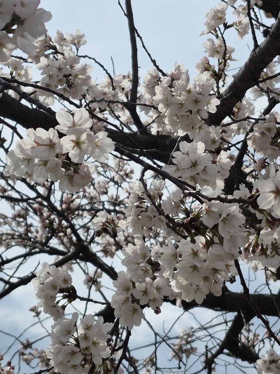 방토(부스:벽1) tweet media