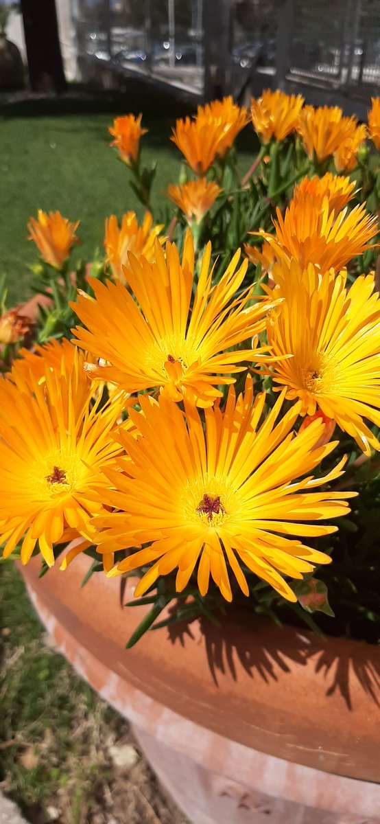 EFISIA CORAZZA tweet media