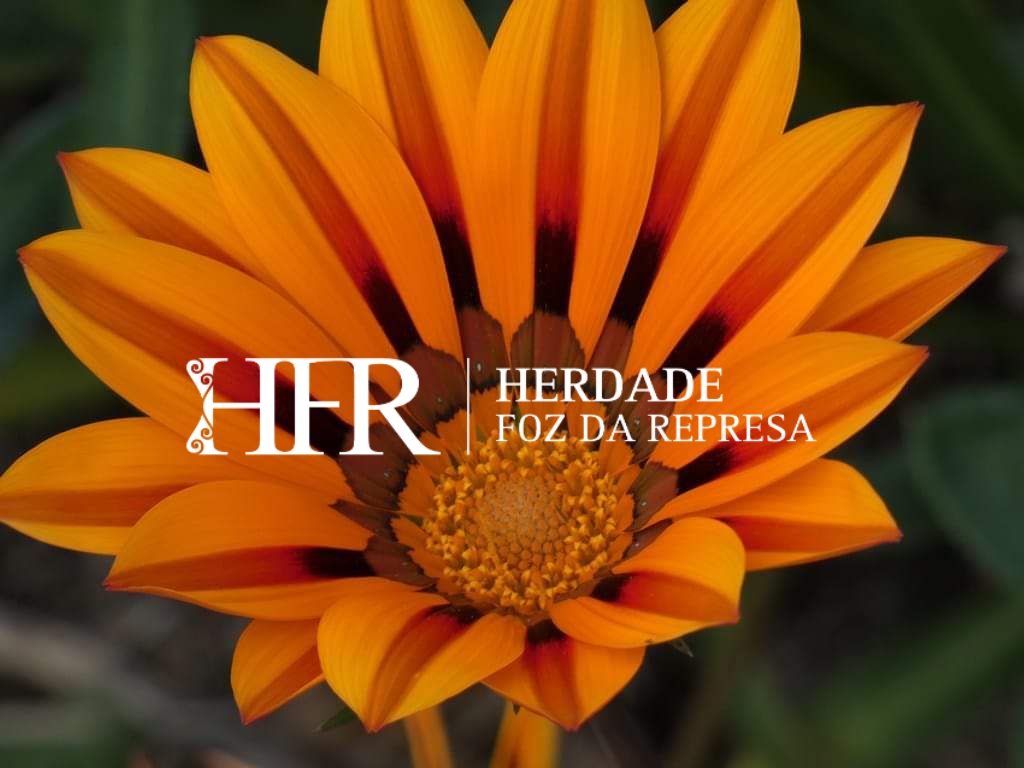 HFR - Wine Experiences & Memorable Events tweet media