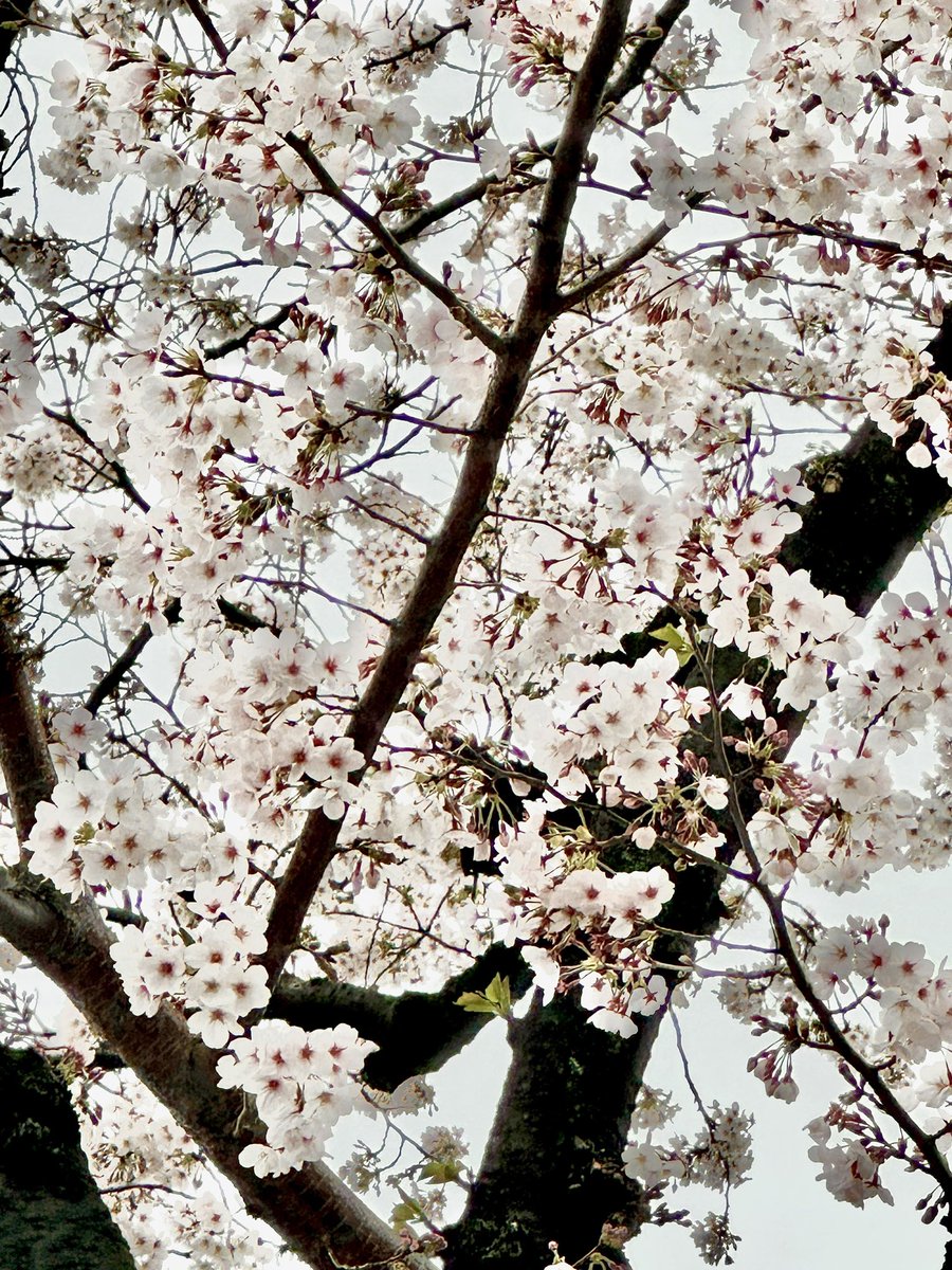 つき・ tweet media