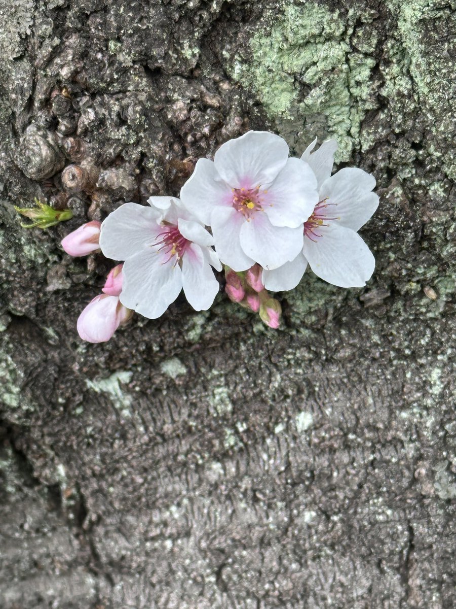 つき・ tweet media