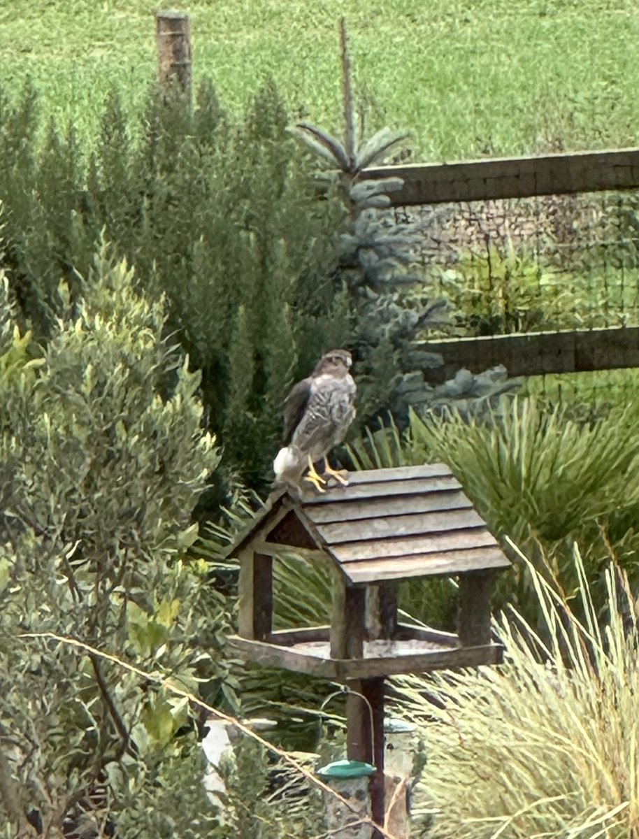 Sean 🇺🇦🏴󠁧󠁢󠁥󠁮󠁧󠁿 tweet media