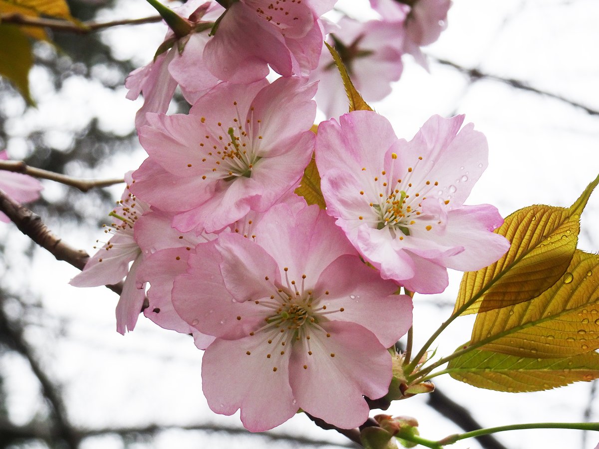 新宿御苑　自然情報 tweet media