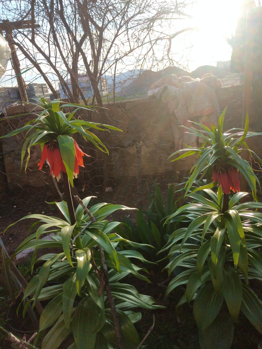 Günaydın 🌼🌸
Rojbaş 💚❤️
Nefes almak ✍️