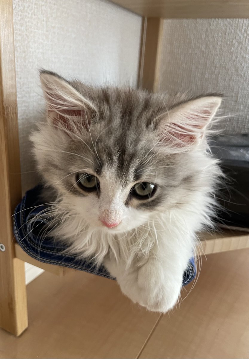 サイベリアンのふゆくん⛄️ tweet media