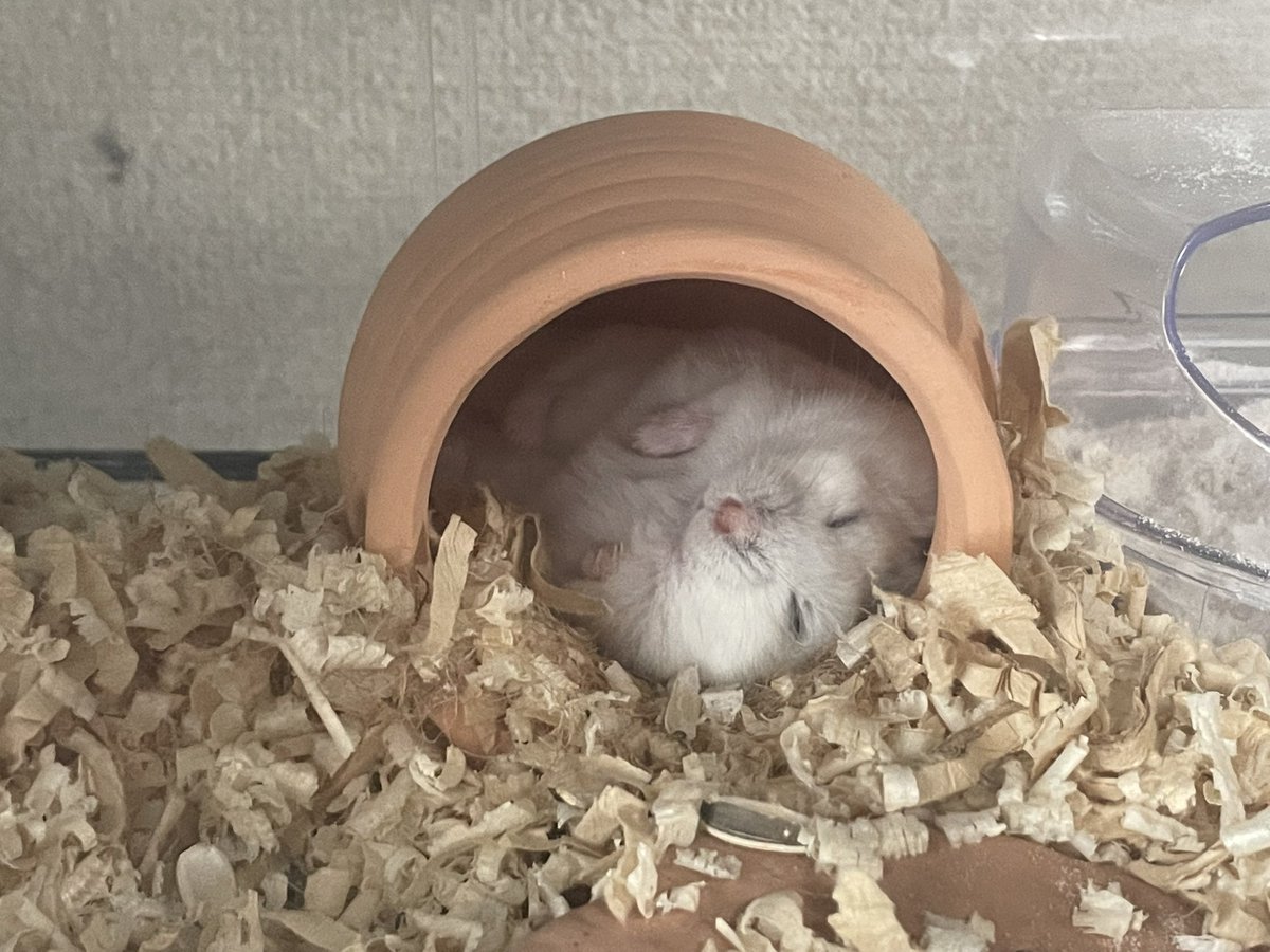 コハクンチョス tweet media