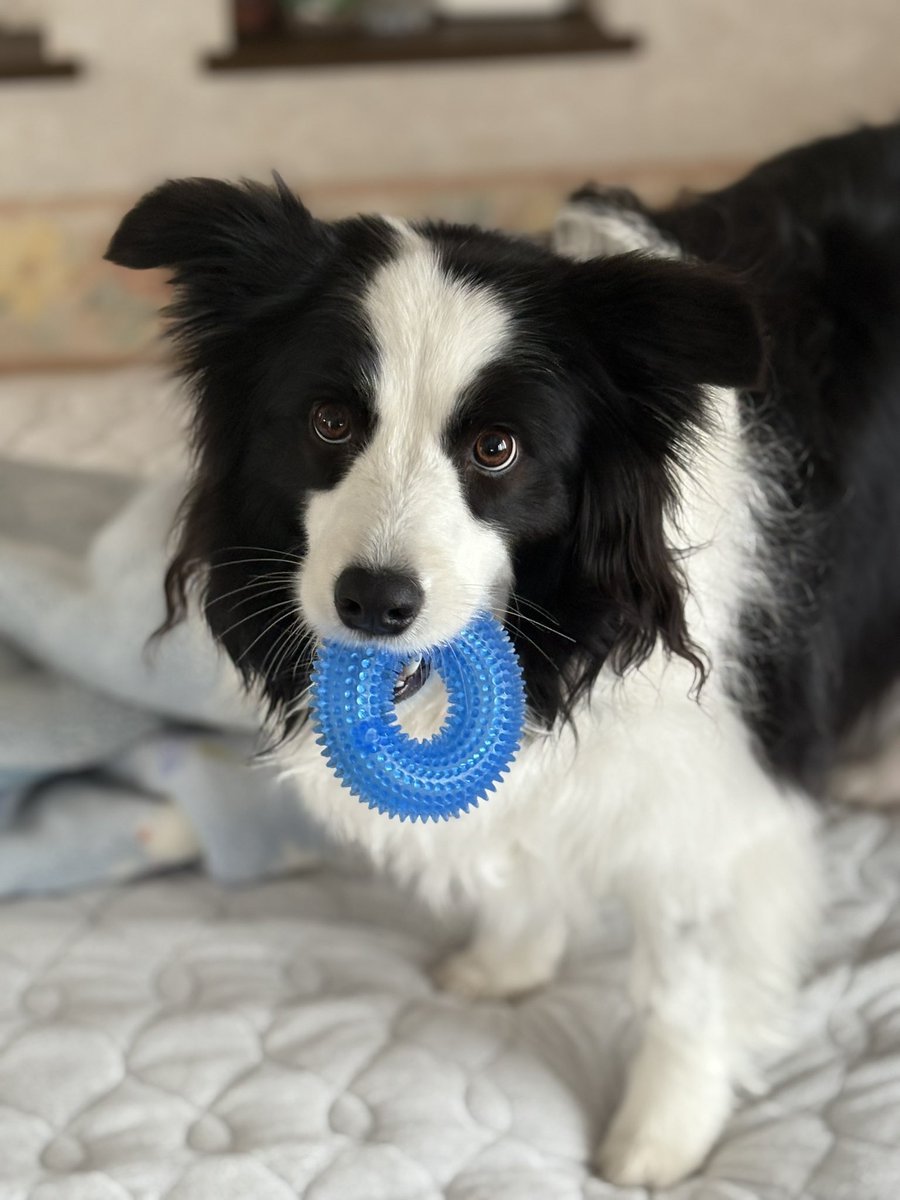 Border collie Rem tweet media