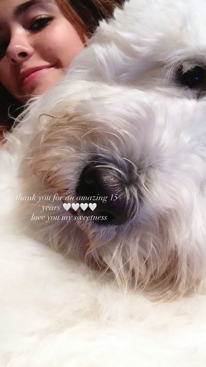 maydisonbeer's tweet photo. rest in love boo boy. love youuuu. 🩷🩷🩷🩷 https://t.co/gfVujkwBaO