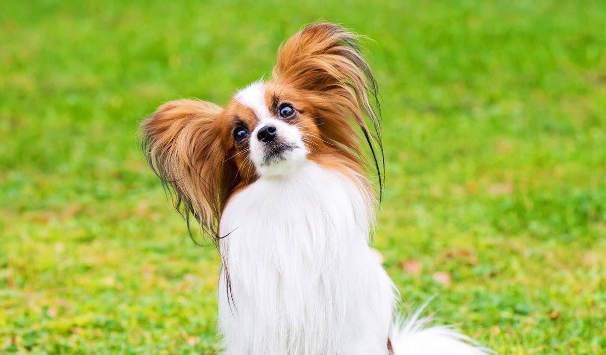 (ㆆᴥㆆ).｡oஇ tweet media