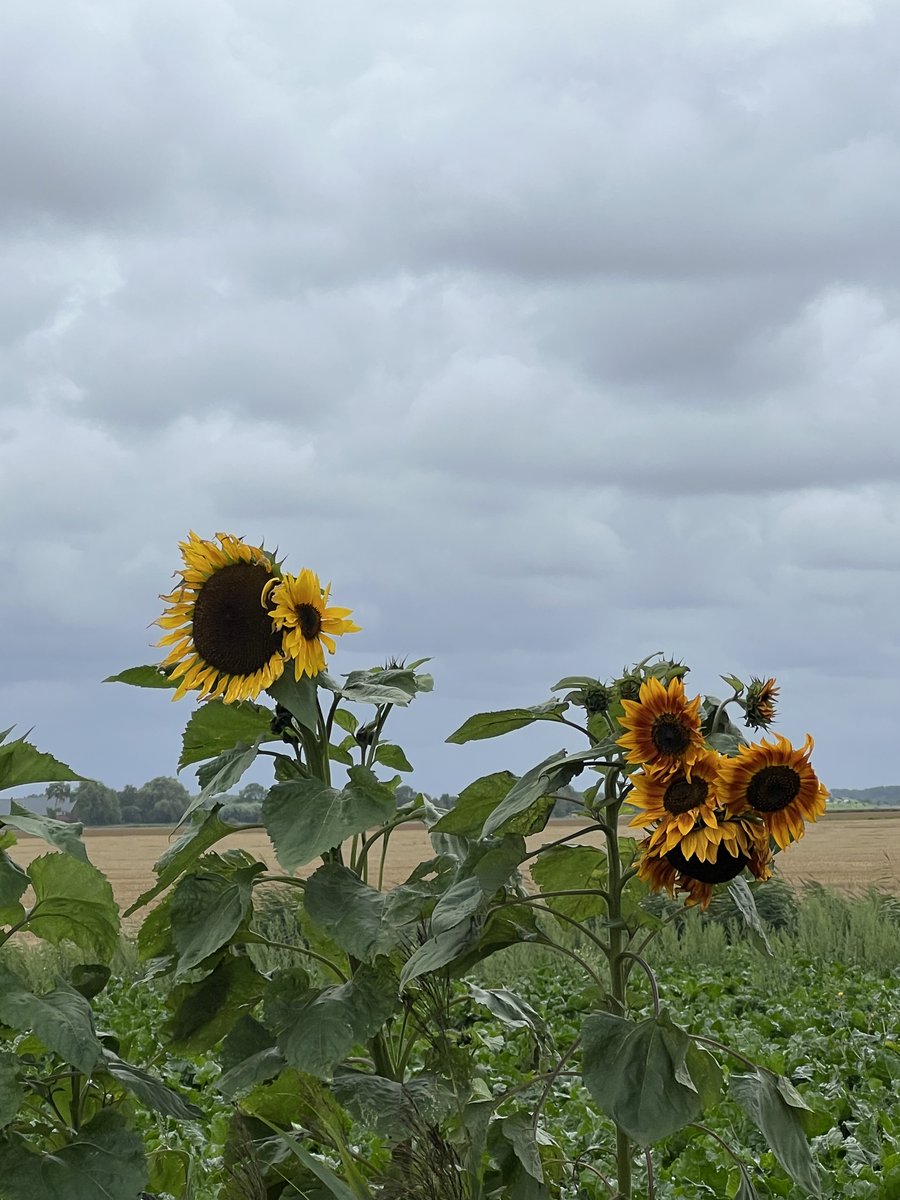 hon_joke's tweet image. Goedemorgen wens jullie een fijne dinsdag toe!😘🌤️
Vandaag dag 31 van #ElkeDagEenBloem 💛#Challenge en is een initiatief van ⁦@wbos54⁩ 
Bedankt Willy 😘was weer leuk om mee te doen 💛