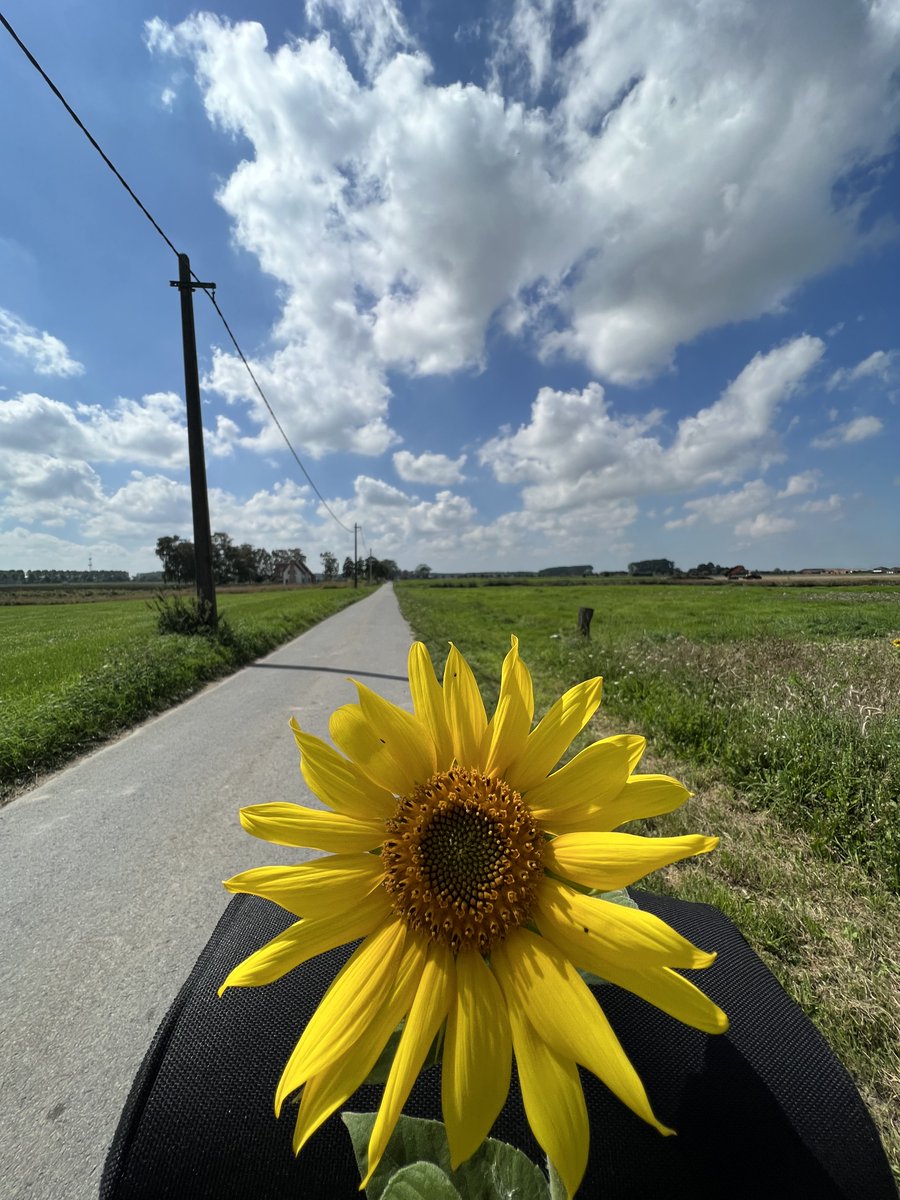 hon_joke's tweet image. Goedemorgen wens jullie een fijne dinsdag toe!😘🌤️
Vandaag dag 31 van #ElkeDagEenBloem 💛#Challenge en is een initiatief van ⁦@wbos54⁩ 
Bedankt Willy 😘was weer leuk om mee te doen 💛