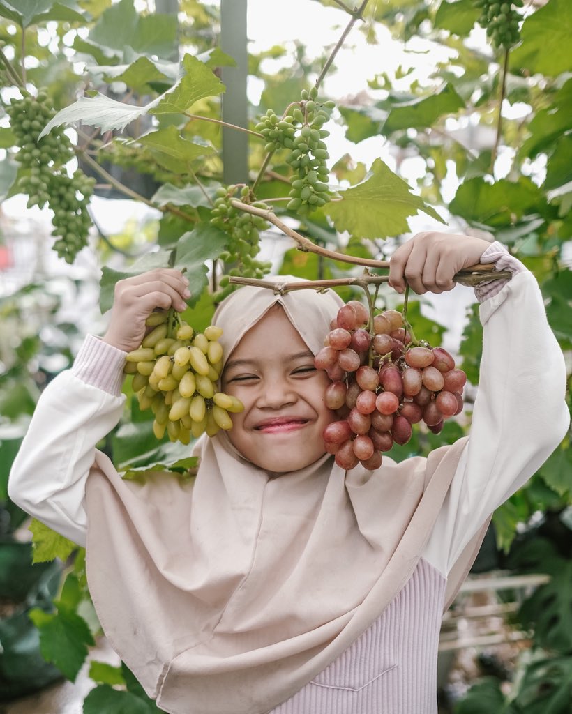 kebunrooftop's tweet image. Anggur jenis jupiter, banana &amp;amp; ninel
Cukup Ditanam dengan media pot di rooftop rumah. Menghasilkan buah yang lebat.
#berkebun #tipsberkebun #gardeningtips #gardening
