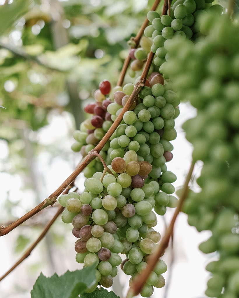 kebunrooftop's tweet image. Anggur jenis jupiter, banana &amp;amp; ninel
Cukup Ditanam dengan media pot di rooftop rumah. Menghasilkan buah yang lebat.
#berkebun #tipsberkebun #gardeningtips #gardening