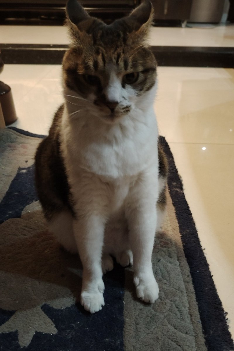 奇怪鱼鱼 tweet media