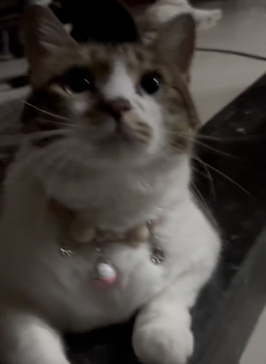 奇怪鱼鱼 tweet media