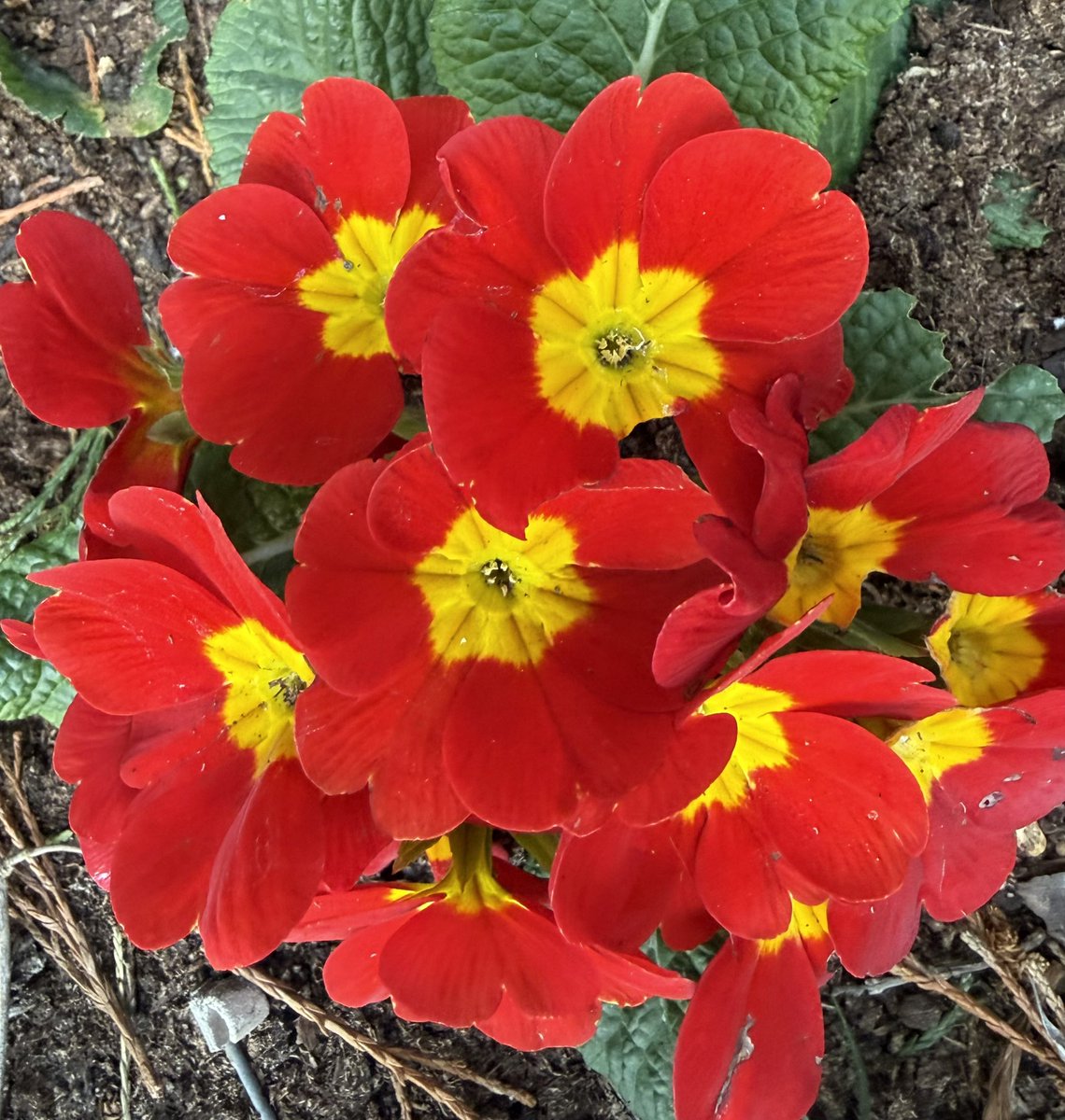 TheresaPengelly's tweet image. Good Morning from a Dull Worcestershire today.
#mygarden #flowerphotography