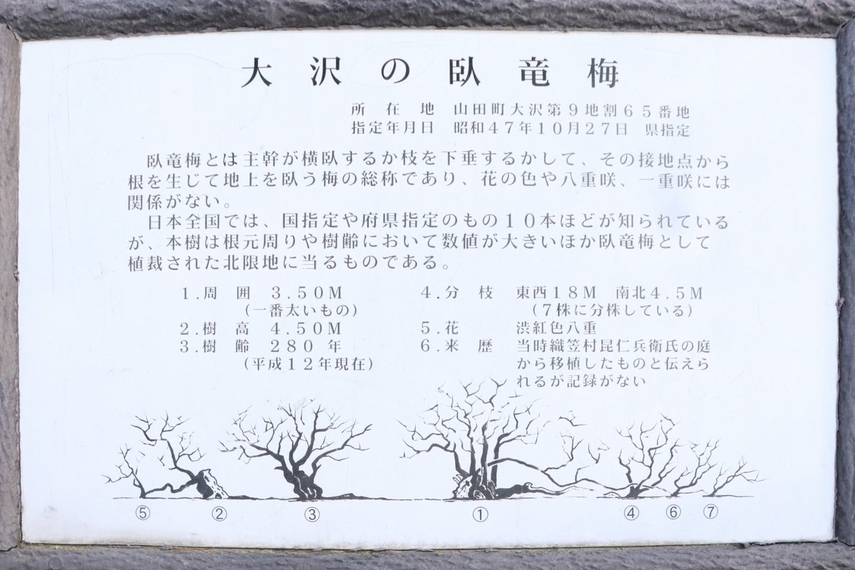yamada_ijuteiju's tweet photo. 全国に10本ある臥竜梅の１つ！

県指定天然記念物で岩手では山田町でしか見られません👀💭
八重咲きに濃い桃色がとても綺麗です🌸

『大沢の臥竜梅』もう少しで見頃を迎えそうです🫧

投稿：たさか🌟

#岩手観光スポット #山田町 #臥竜梅 #春 #三陸海岸 https://t.co/MlrVFagBBf