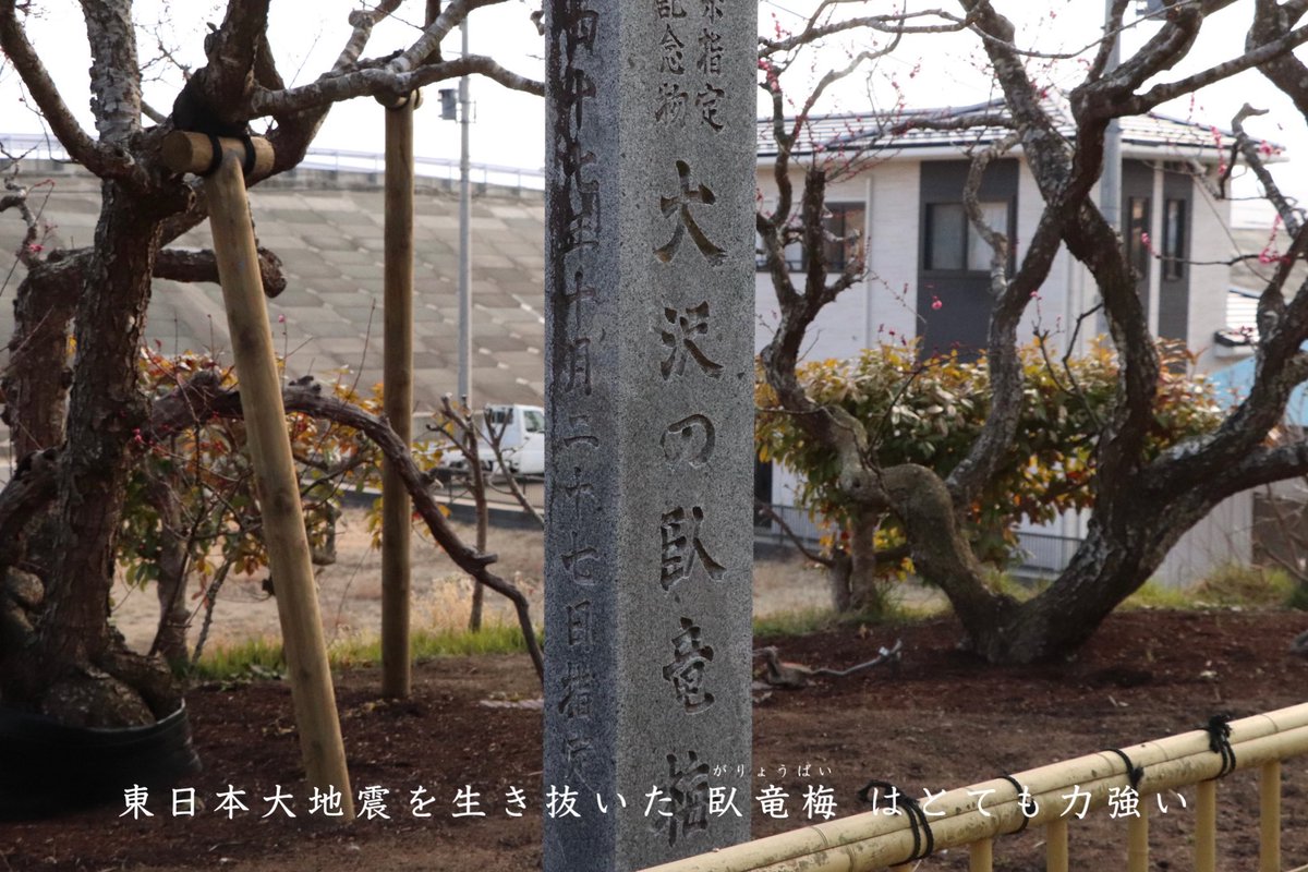 yamada_ijuteiju's tweet photo. 全国に10本ある臥竜梅の１つ！

県指定天然記念物で岩手では山田町でしか見られません👀💭
八重咲きに濃い桃色がとても綺麗です🌸

『大沢の臥竜梅』もう少しで見頃を迎えそうです🫧

投稿：たさか🌟

#岩手観光スポット #山田町 #臥竜梅 #春 #三陸海岸 https://t.co/MlrVFagBBf