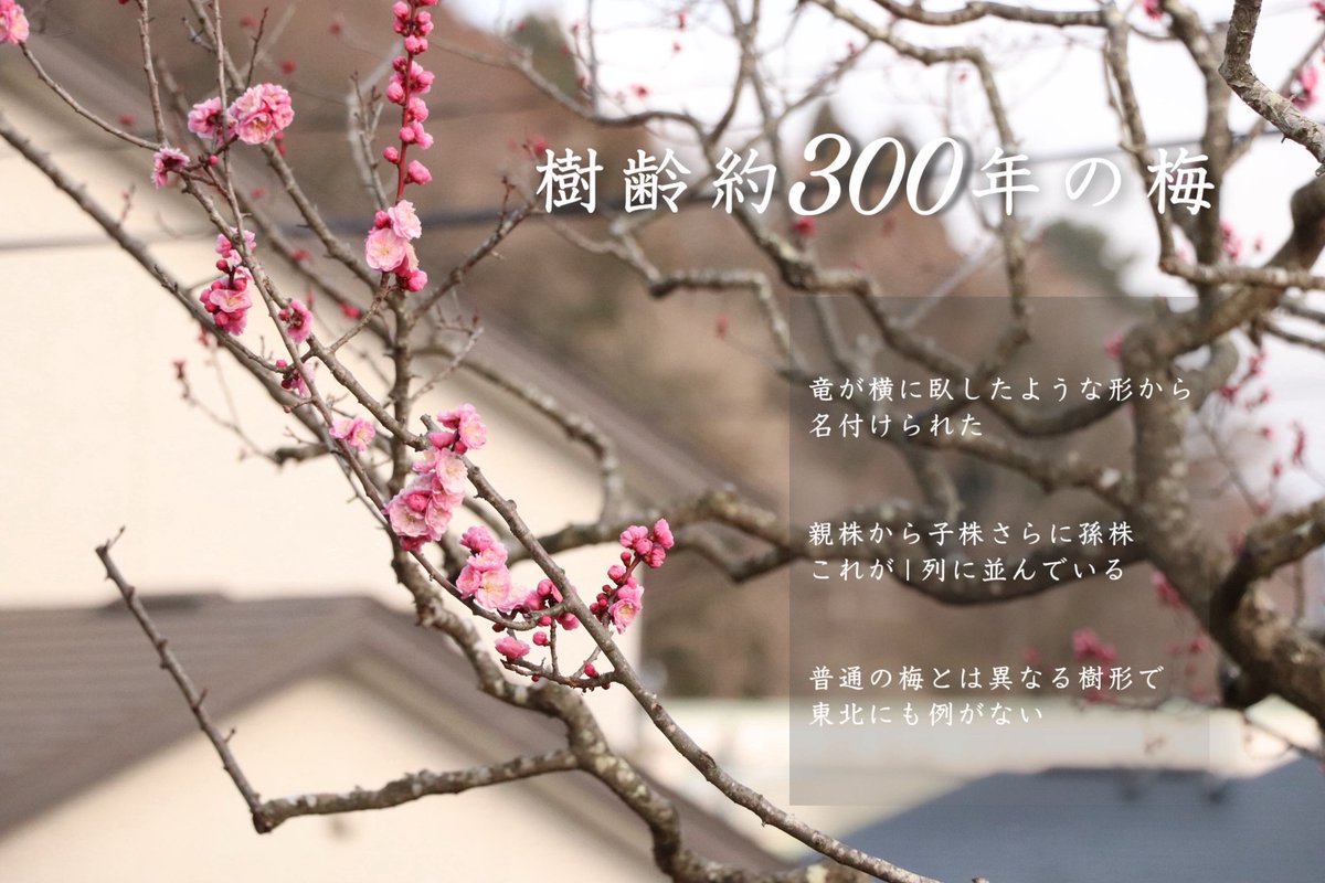 yamada_ijuteiju's tweet photo. 全国に10本ある臥竜梅の１つ！

県指定天然記念物で岩手では山田町でしか見られません👀💭
八重咲きに濃い桃色がとても綺麗です🌸

『大沢の臥竜梅』もう少しで見頃を迎えそうです🫧

投稿：たさか🌟

#岩手観光スポット #山田町 #臥竜梅 #春 #三陸海岸 https://t.co/MlrVFagBBf