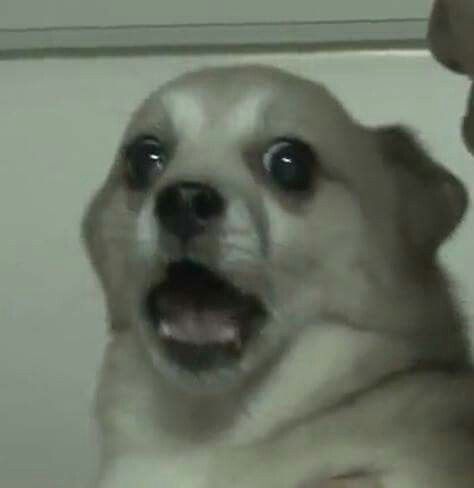 송송연 tweet media