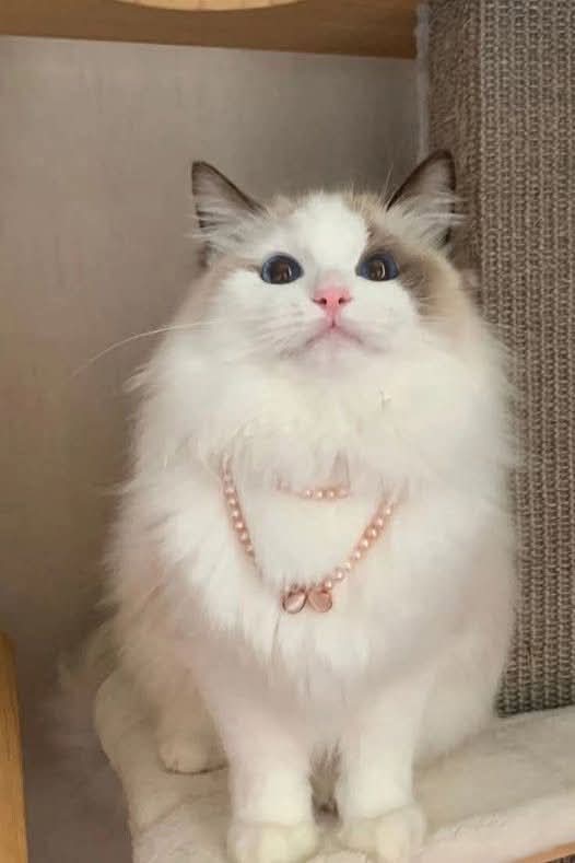 Sara Mary ⭐❤️ tweet media