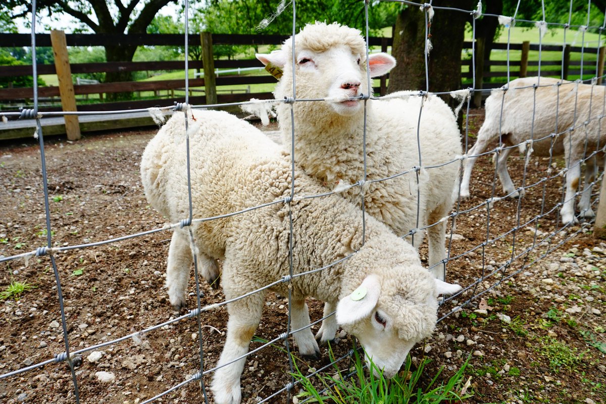 ヒツジノ/一日一羊🐏 tweet media