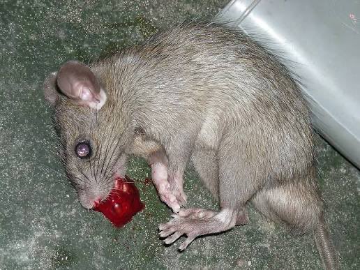 Joshua Townsend ♠️ tweet media