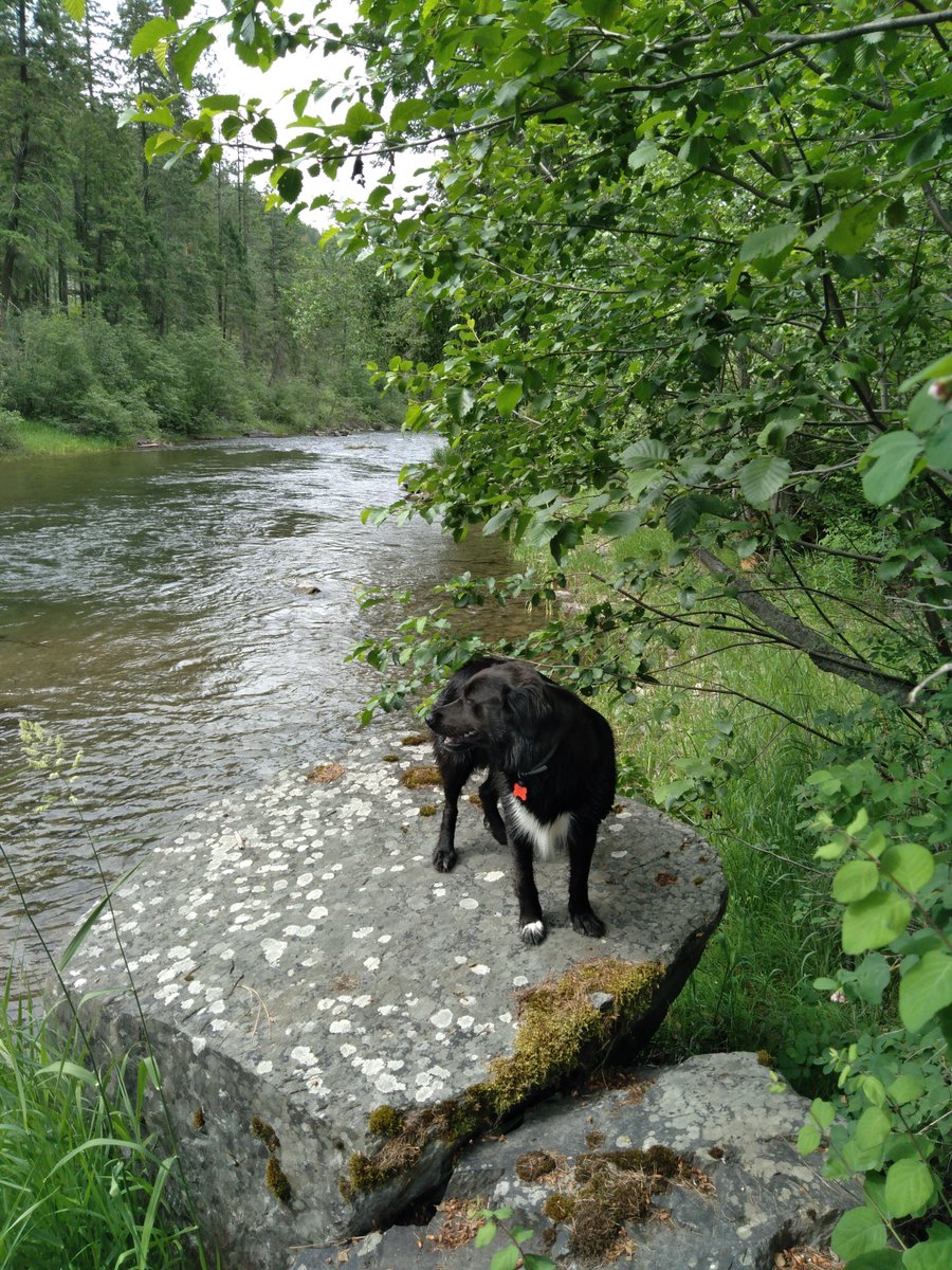 NWMONTANABELL's tweet photo. Luvin' The River...Spring is beautiful #BEARAWARE https://t.co/iyuKtmddbT