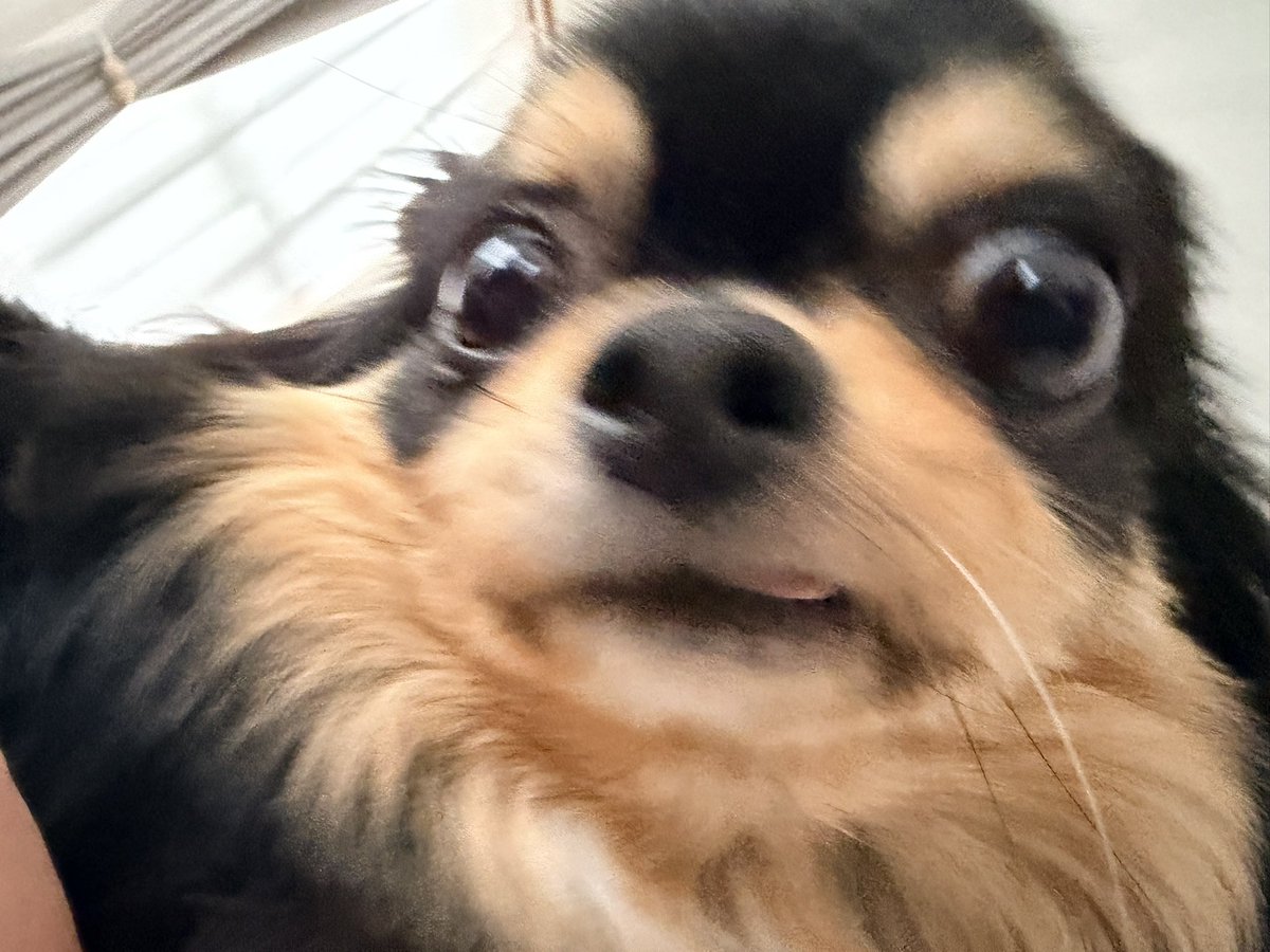 xxramixx tweet media