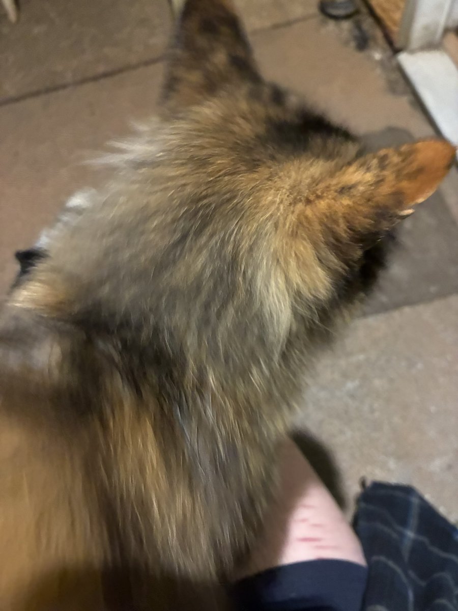 Orbit ☆ tweet media