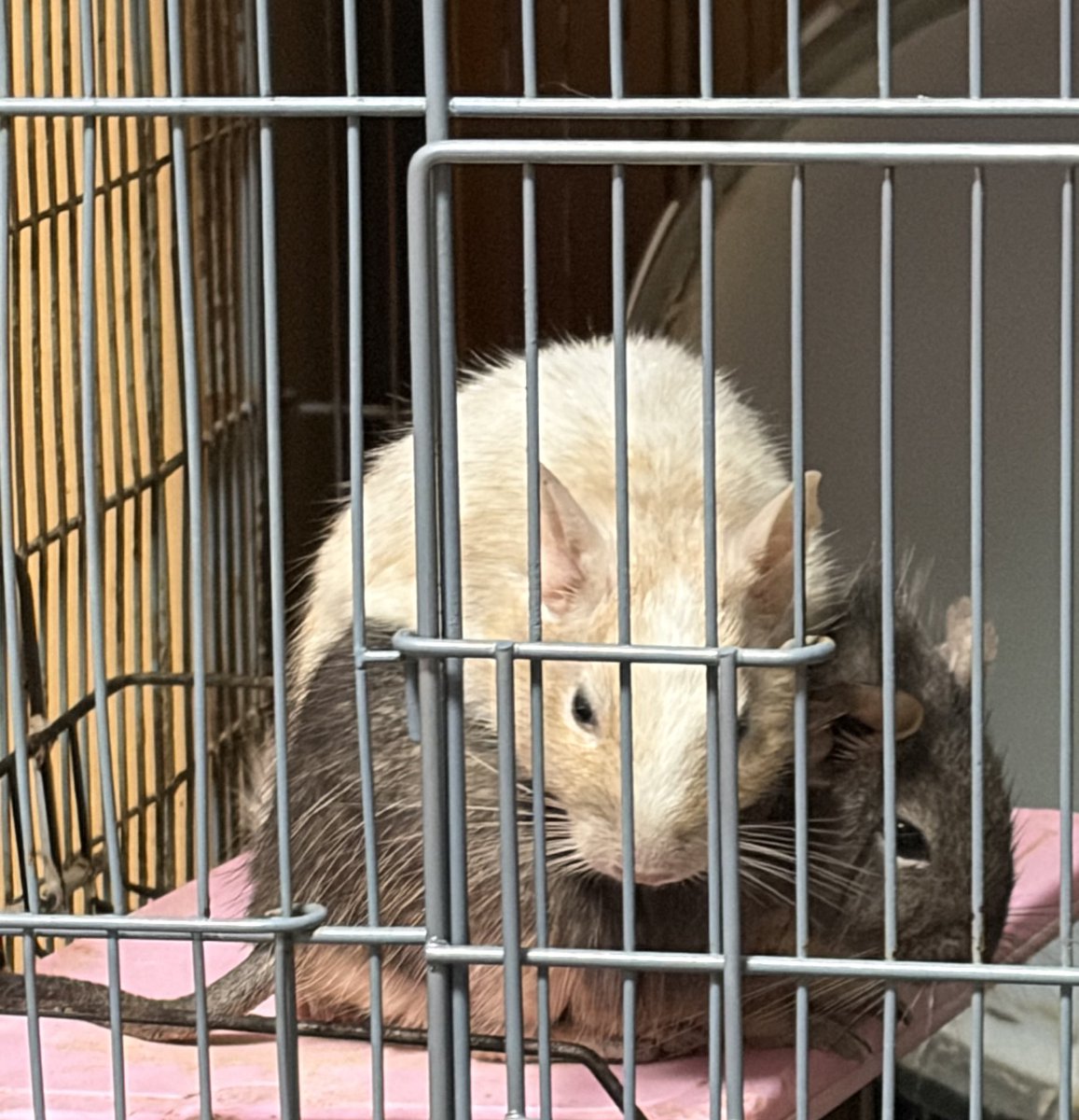 4413_50_168fam's tweet image. 暗いニュースばかりで気が滅入るから日本の方も海外の方でもいいからデグーやモルモットやラットなど齧歯類を飼ってる方、可愛い子達のとびきりの写真や飼育環境を見せてくれないかな…🥹癒しが欲しい。

#degu #marmot #rat #八齿鼠