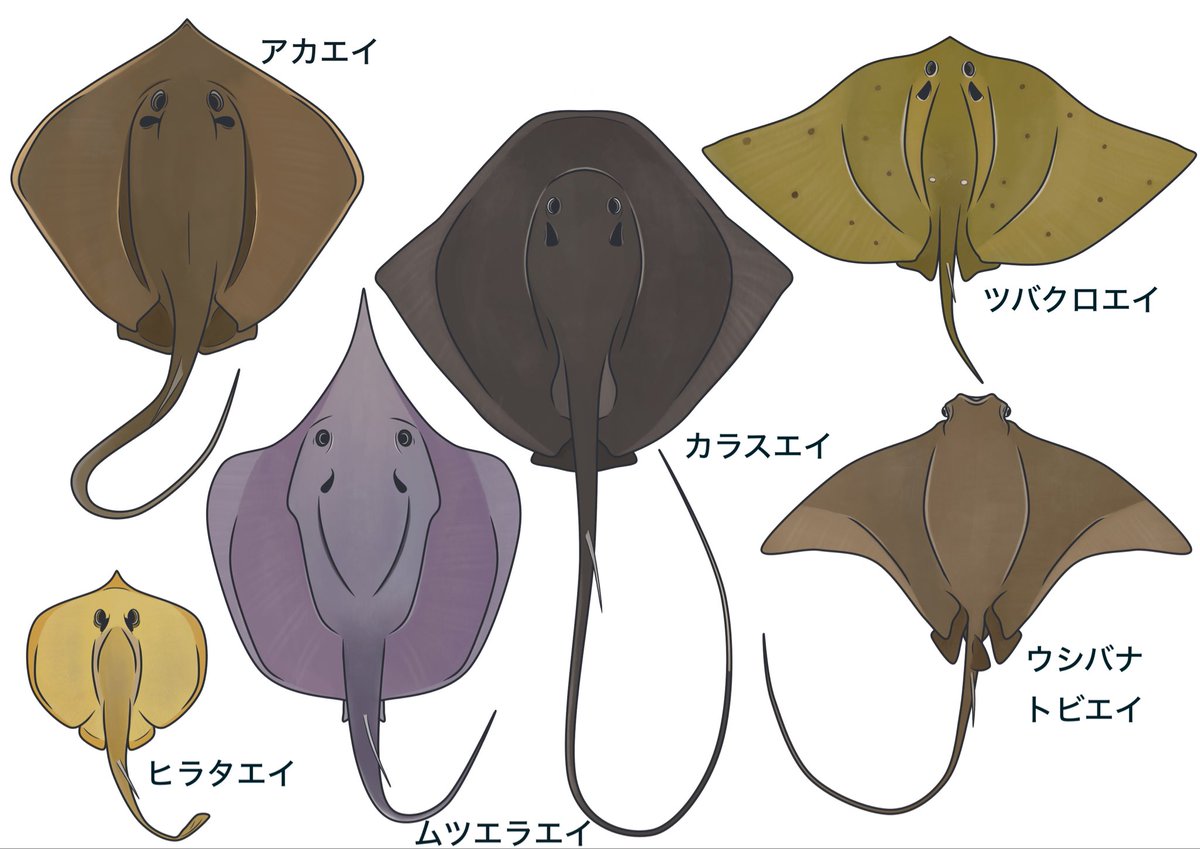 🦈めかぶ🦈 tweet media