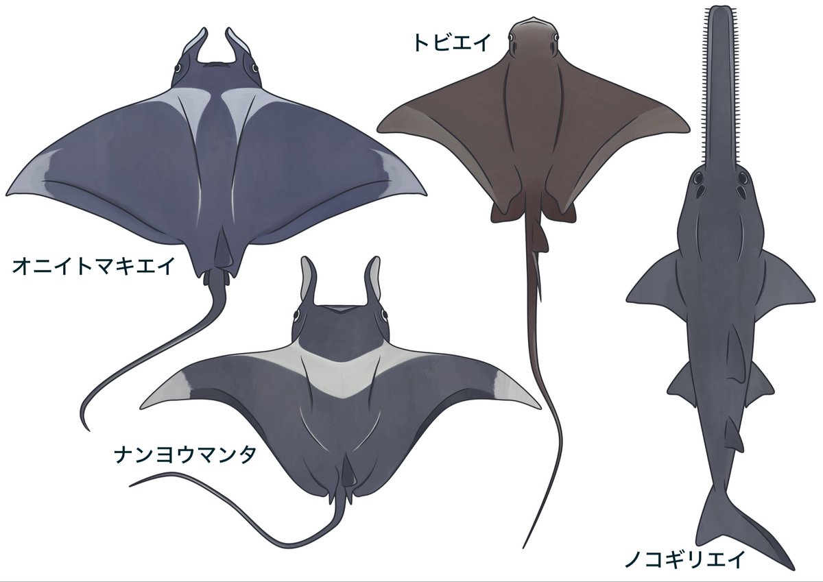 🦈めかぶ🦈 tweet media