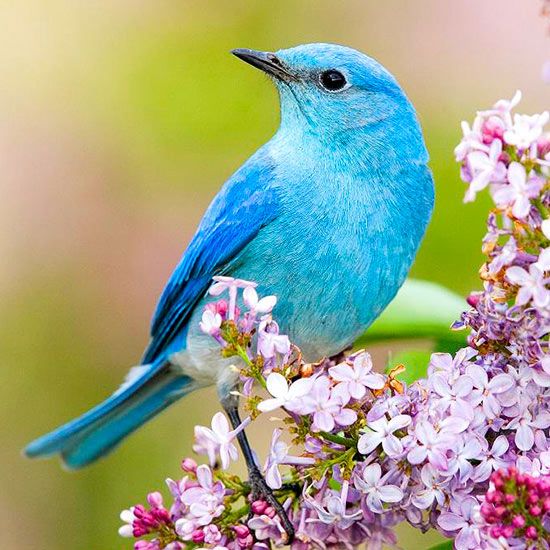 All About Nature (@_amazingpics111) on Twitter photo 