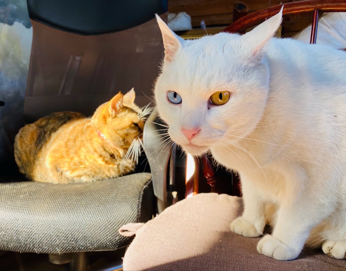 Yuko Sasaki tweet media