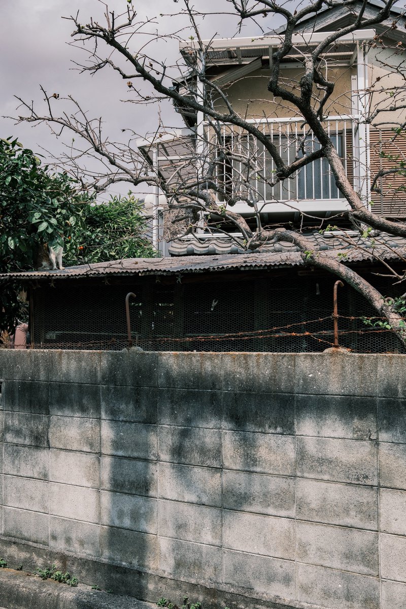 小林哲朗　写真家 tweet media