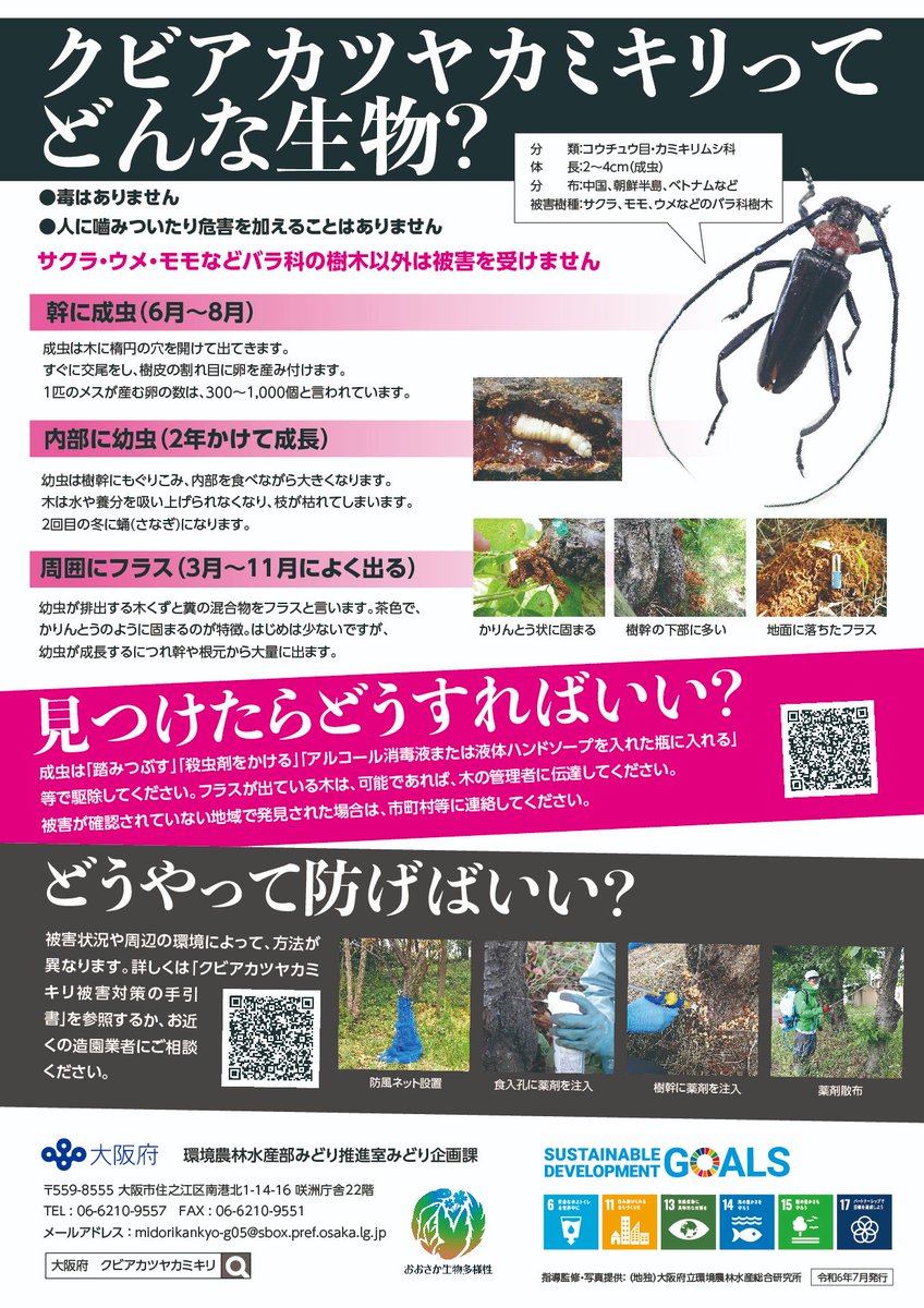 osakaprefPR's tweet photo. ＼🌸花見が中止になるかも！？／

お花見の季節やけど、最近サクラが枯れてきてるのを知ってる？
原因のひとつが、増えてきている ＃クビアカツヤカミキリ やねん。
6～7月に成虫が発生するから要注意！
木の幹や枝で見かけたら、そのままにせんと踏みつけるなど駆除してな！
https://t.co/z71JE6XSGr https://t.co/tPO9JWGibl