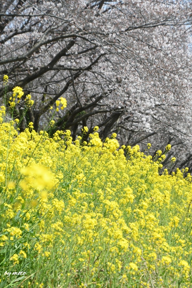 moto＠RP（風景・植栽の花）㊟リポストへ直接いいねは× tweet media