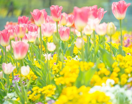 日比谷花壇@おうちにお花を飾ってね tweet media