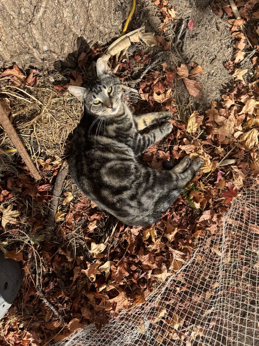 NeuRo Da MuZZ tweet media